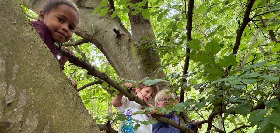 Drei Kinder klettern in den Ästen eines großen Laubbaums im Wald und blicken lächelnd nach unten in die Kamera. Sie halten sich an den kräftigen Ästen fest und sind von dichtem, grünem Blätterdach umgeben. Die Szene vermittelt Abenteuer, Naturverbundenheit und spielerisches Entdecken im Wald.