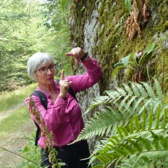 Achtsamkeitspfad Kur- und Heilwald Lahnstein Eine Frau mit kurzen grauen Haaren, Brille und pinkem Hemd steht an einer moosbewachsenen Felswand im Wald und erklärt mit einer Handbewegung die dort wachsenden Pflanzen. Im Vordergrund sind Farne zu sehen, links verläuft ein schmaler Waldweg.