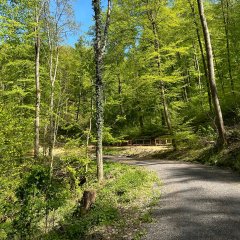 Achtsamkeitspfad Kur- und Heilwald Lahnstein Ein geschwungener Waldweg führt durch einen lichten Laubwald mit hohen Bäumen und frischem, hellgrünem Laub. Im Hintergrund ist eine kleine Station mit Holzgeländern zu sehen, umgeben von dichter Vegetation und blauem Himmel.
