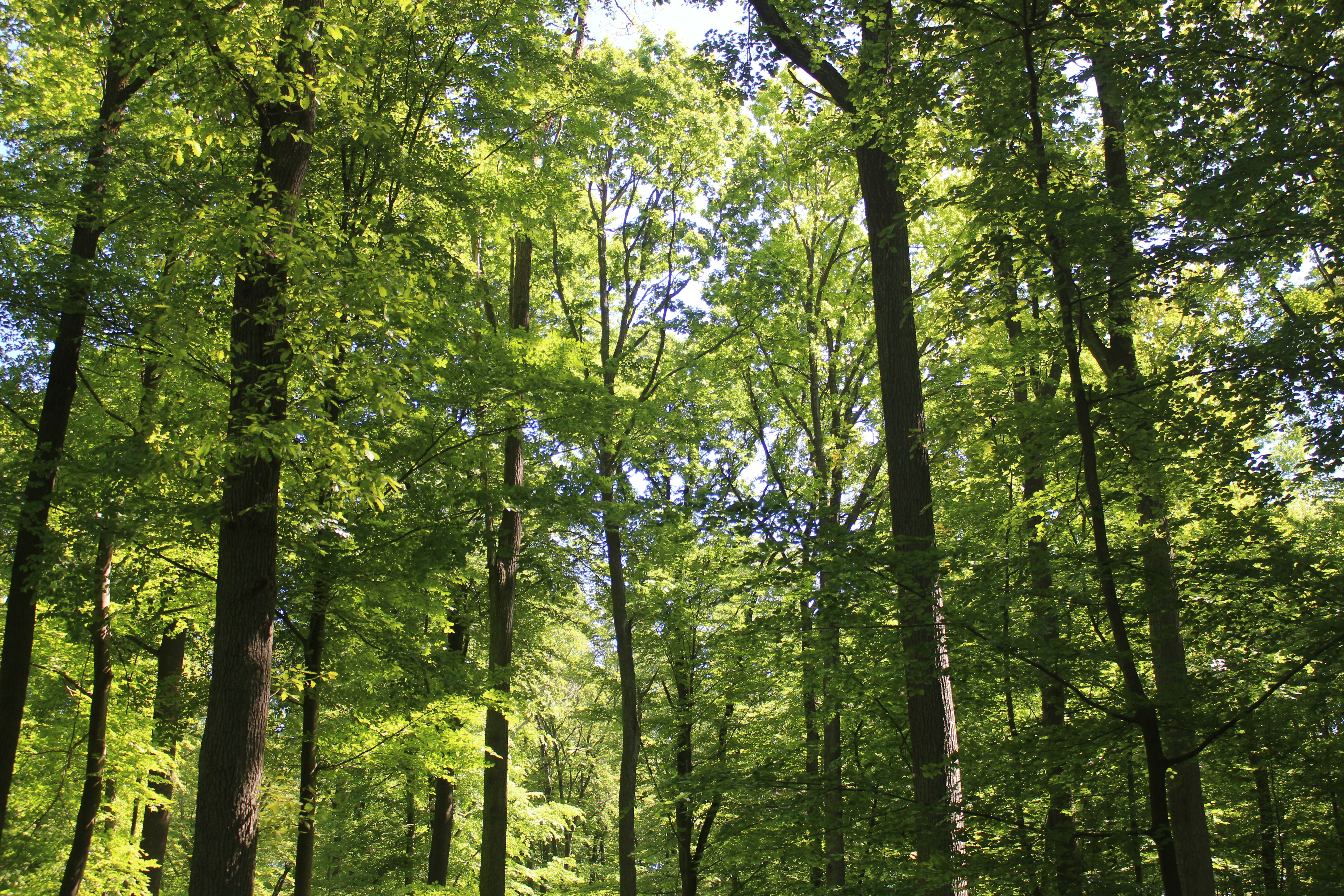 Blick nach oben in einen dichten Laubwald mit hohen, schlanken Bäumen. Sonnenlicht fällt durch das grüne Blätterdach und erzeugt helle Lichtflecken zwischen den Baumkronen. Die kräftigen Baumstämme und das dichte Blattwerk vermitteln den Eindruck eines ruhigen, naturnahen Waldes.