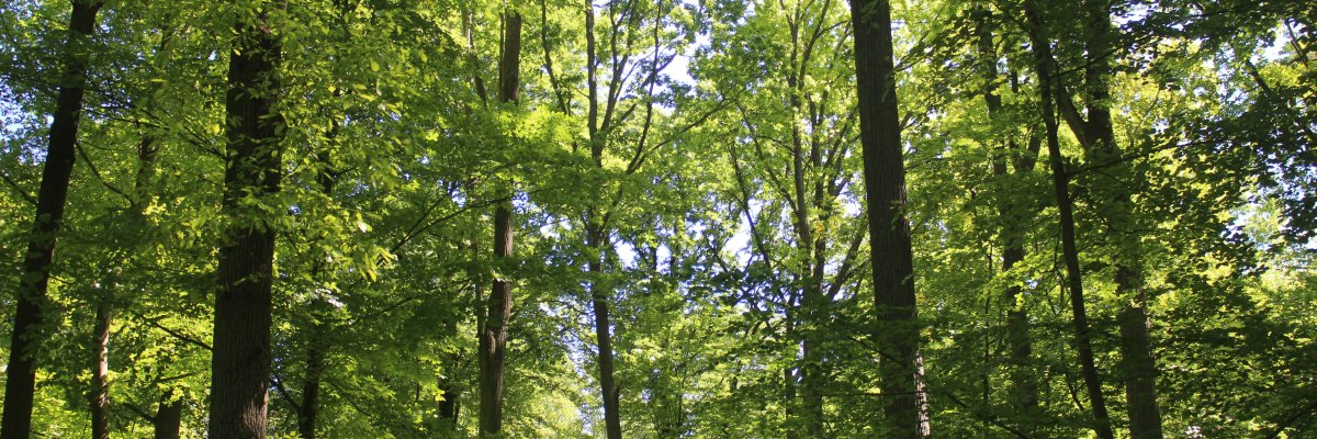 Kur- & Heilwald Lahnstein Blick nach oben in einen dichten Laubwald mit hohen, schlanken Bäumen. Sonnenlicht fällt durch das grüne Blätterdach und erzeugt helle Lichtflecken zwischen den Baumkronen. Die kräftigen Baumstämme und das dichte Blattwerk vermitteln den Eindruck eines ruhigen, naturnahen Waldes.