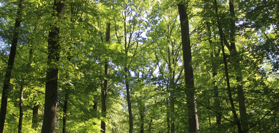 Kur- & Heilwald Lahnstein Blick nach oben in einen dichten Laubwald mit hohen, schlanken Bäumen. Sonnenlicht fällt durch das grüne Blätterdach und erzeugt helle Lichtflecken zwischen den Baumkronen. Die kräftigen Baumstämme und das dichte Blattwerk vermitteln den Eindruck eines ruhigen, naturnahen Waldes.