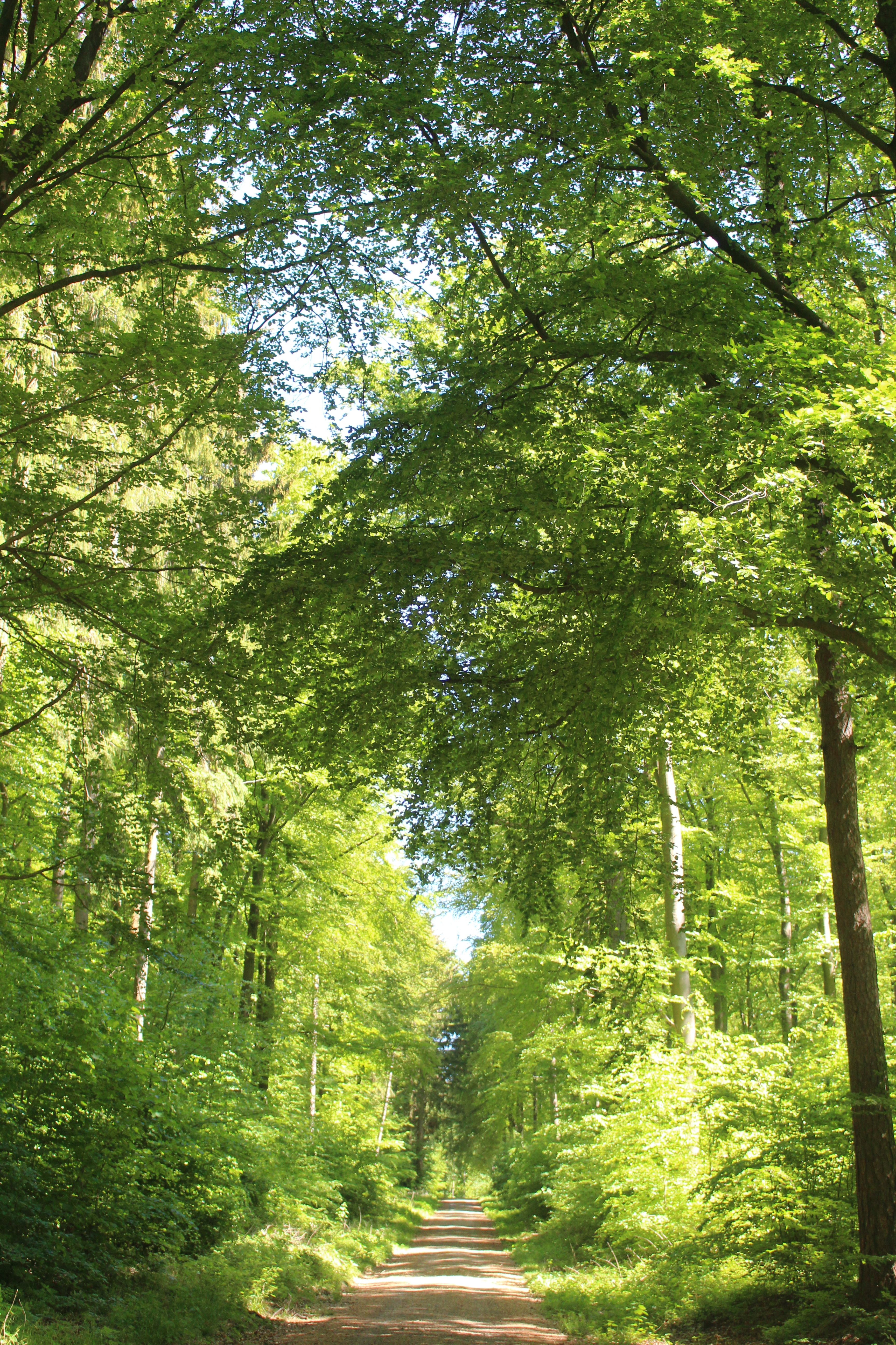 Ein gerader Waldweg führt durch einen dichten Laubwald mit hohen, sattgrünen Bäumen. Die Baumkronen bilden ein geschlossenes Blätterdach, durch das Sonnenlicht fällt und den Weg sowie die üppige Vegetation am Wegesrand in ein helles, grünes Licht taucht.