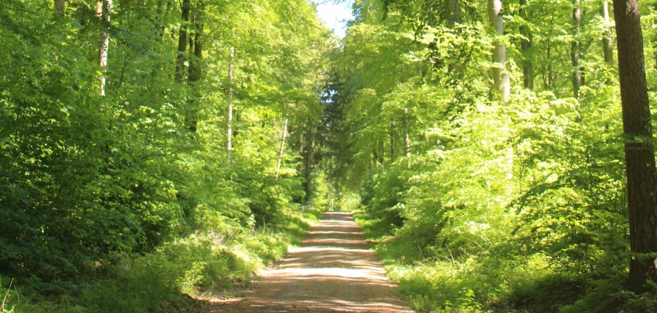 Kur- & Heilwald Lahnstein Ein gerader Waldweg führt durch einen dichten Laubwald mit hohen, sattgrünen Bäumen. Die Baumkronen bilden ein geschlossenes Blätterdach, durch das Sonnenlicht fällt und den Weg sowie die üppige Vegetation am Wegesrand in ein helles, grünes Licht taucht.