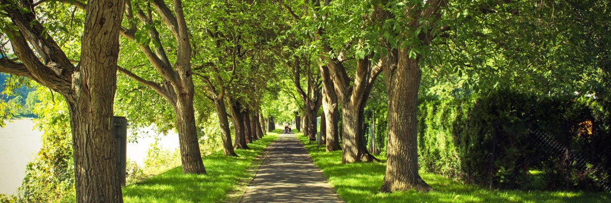 Lahnradweg Blick durch eine lange Baumallee auf den Fahrradweg an der Lahn