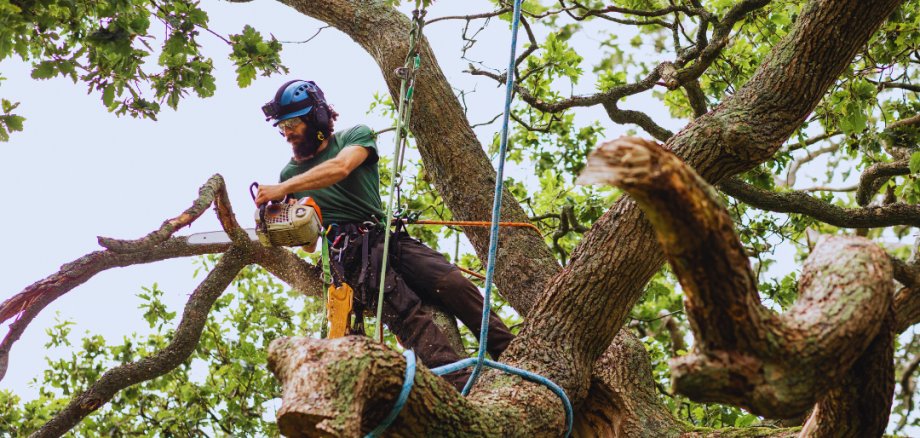 Baumpflegearbeiten - 1 Baumpflegearbeiten - 1