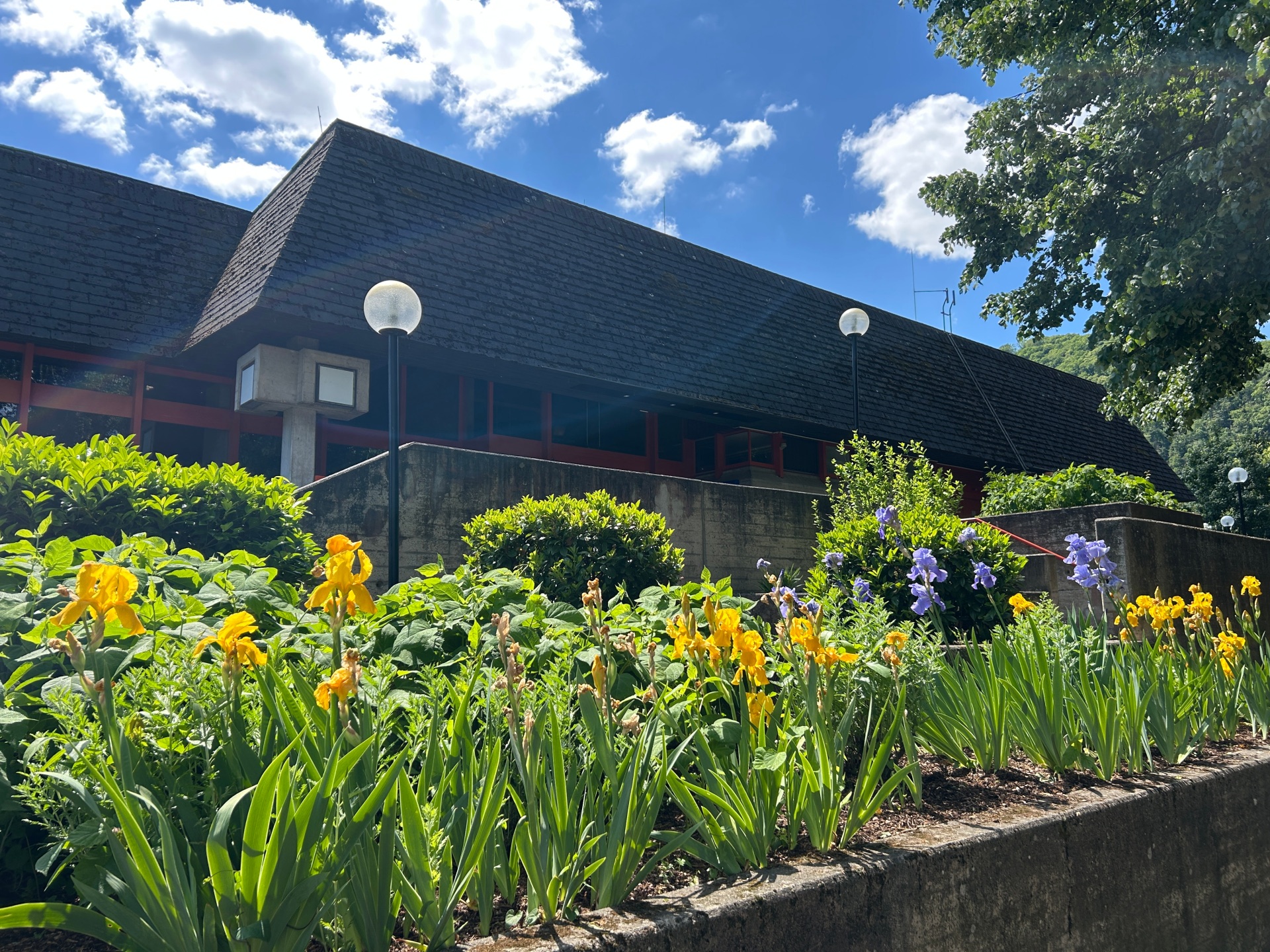Außenansicht des Lahnsteiner Hallenbads an einem sonnigen Tag. Im Vordergrund blühen leuchtend gelbe und violette Schwertlilien in einem erhöhten Beet. Dahinter ist das markante, dunkle Schieferdach des Schwimmbadgebäudes vor einem blauen Himmel mit Schäfchenwolken zu sehen.