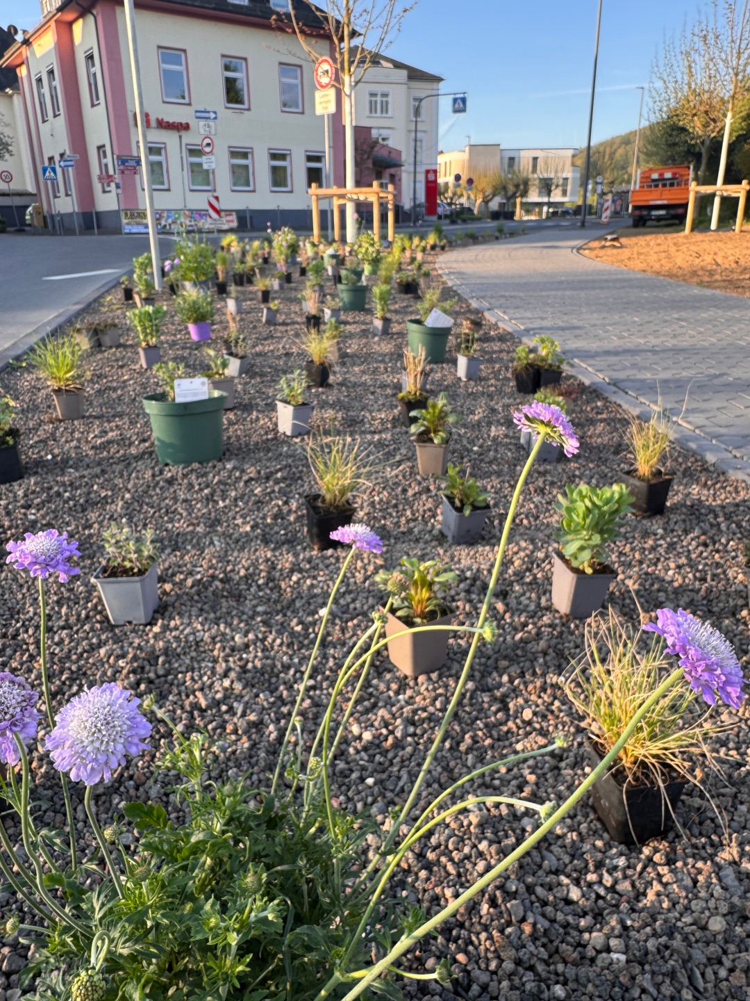 Neu angelegte bepflanzte Fläche im Straßenraum mit vielen kleinen Topfpflanzen, die locker auf Kies verteilt sind. Im Vordergrund blühen violette Blumen, im Hintergrund stehen ein Gebäude, Straßenschilder und ein Gehweg in warmem Abendlicht.