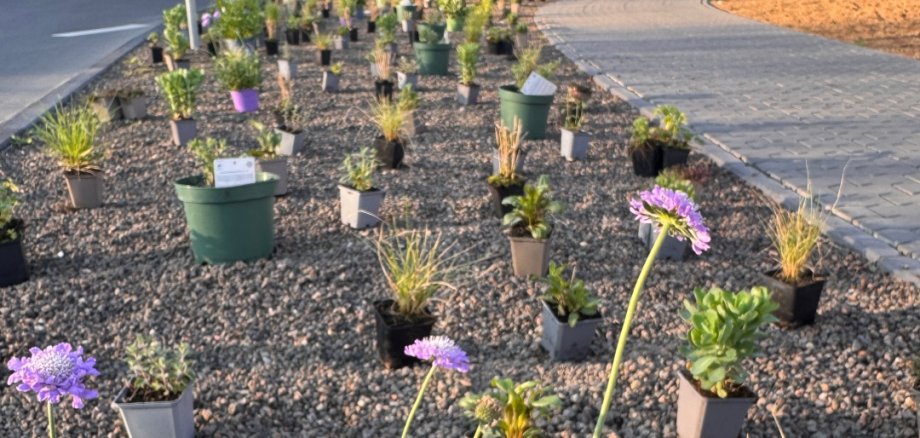 Neu angelegte bepflanzte Fläche im Straßenraum mit vielen kleinen Topfpflanzen, die locker auf Kies verteilt sind. Im Vordergrund blühen violette Blumen, im Hintergrund stehen ein Gebäude, Straßenschilder und ein Gehweg in warmem Abendlicht.