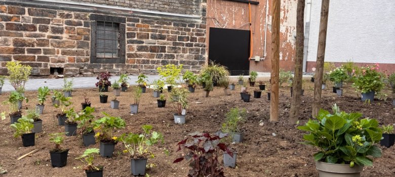Frisch vorbereitete Pflanzfläche vor einem Backsteingebäude mit zahlreichen kleinen Pflanzen in Töpfen, die gleichmäßig auf der Erde verteilt sind. In der Mitte steht ein junger Baum mit Stützpfählen, im Hintergrund sind Fenster und eine Hauswand zu sehen.