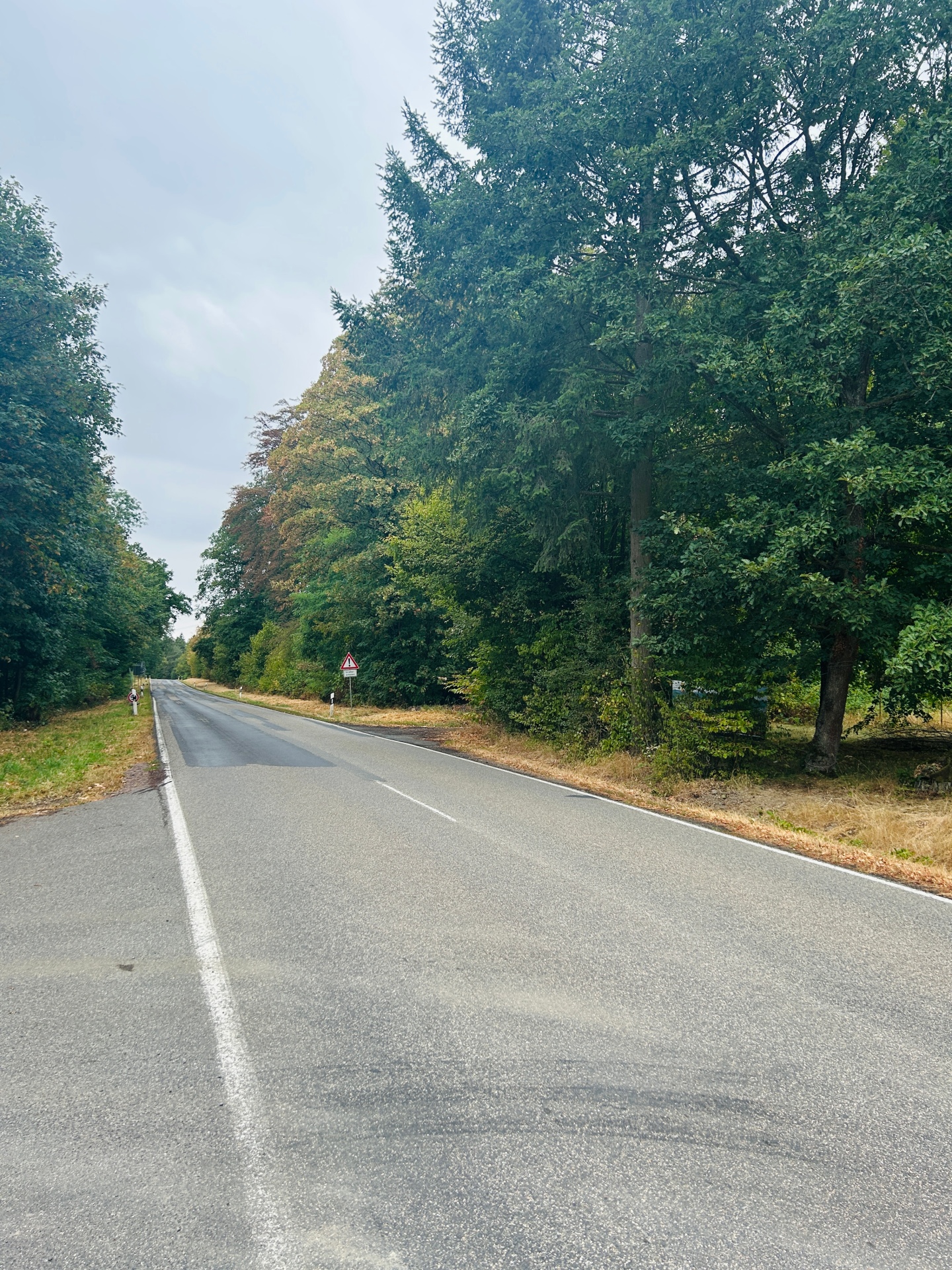 Zweispurige Landstraße, die durch ein dicht bewaldetes Gebiet führt. Am Straßenrand stehen Leitpfosten und ein dreieckiges Warnschild. Der Asphalt weist unterschiedlich gefärbte Fahrbahnabschnitte auf; der Himmel ist grau und bewölkt.