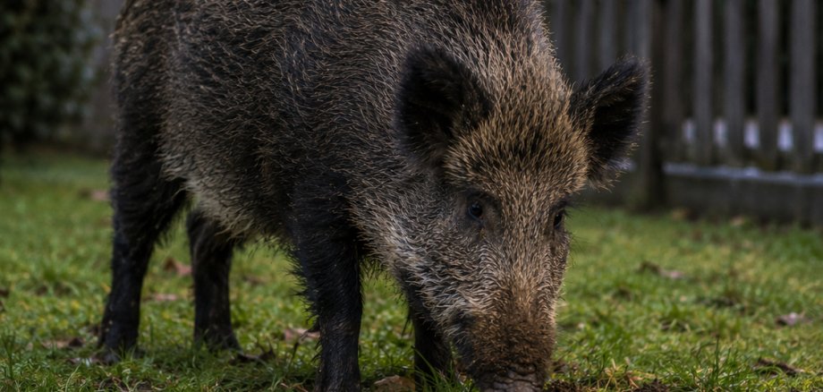Ein Wildschwein steht in der Dämmerung auf einer Rasenfläche in einem Wohngebiet. Das Tier befindet sich im Vordergrund und wühlt mit der Schnauze im Boden. Im Hintergrund sind ein Holzzaun, Hecken und mehrere Wohnhäuser zu sehen. Eine eingeschaltete Straßenlaterne und beleuchtete Fenster verdeutlichen die unmittelbare Nähe zu bewohnten Grundstücken.