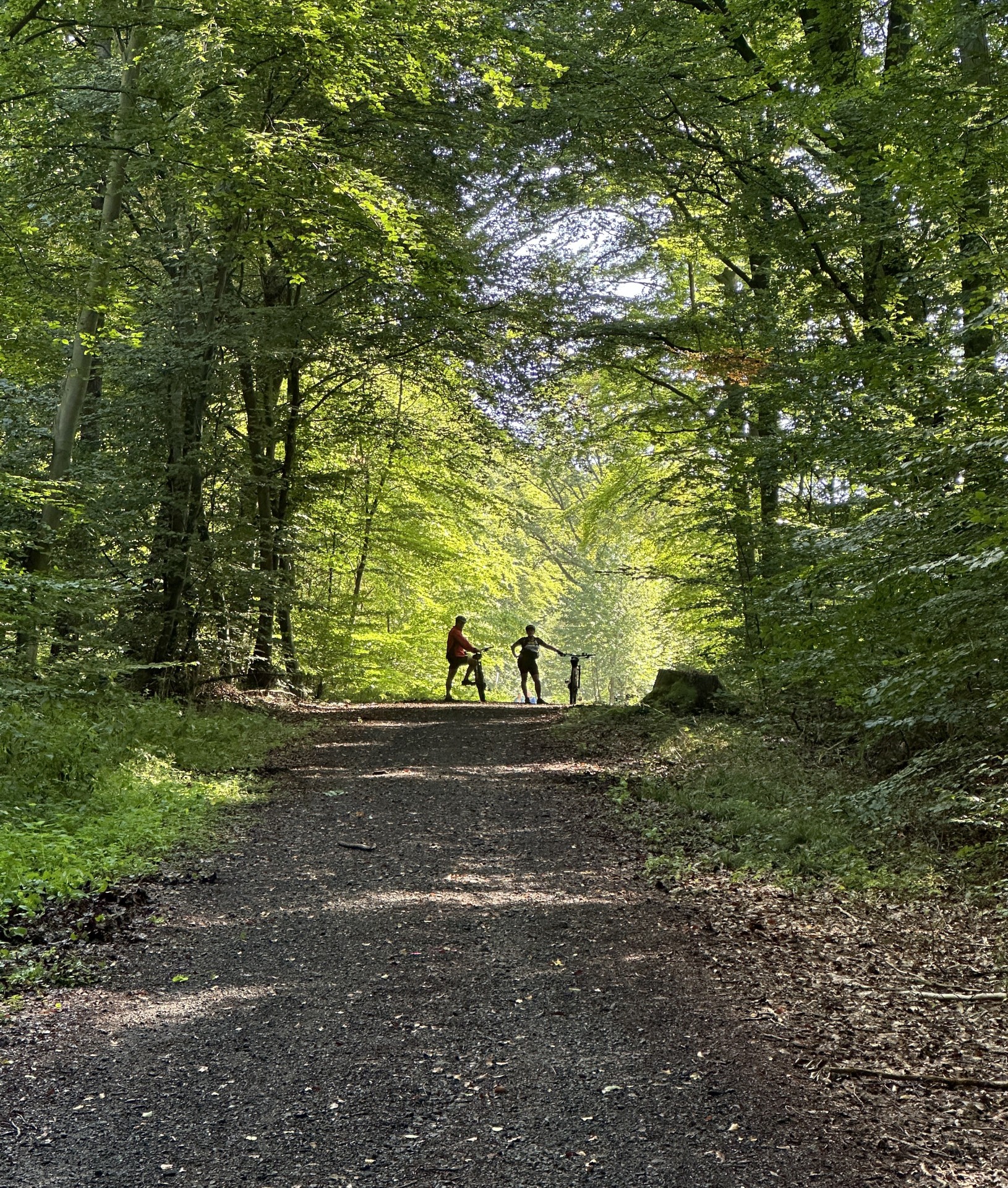 Ein Foto aus dem Inneren eines dichten, schattigen Waldes mit einem Schotterweg, der in die Ferne führt. Am Ende des Weges, wo das helle Licht durch die Bäume bricht, stehen die Silhouetten von zwei Personen, die sich auf ihre Fahrräder stützen.