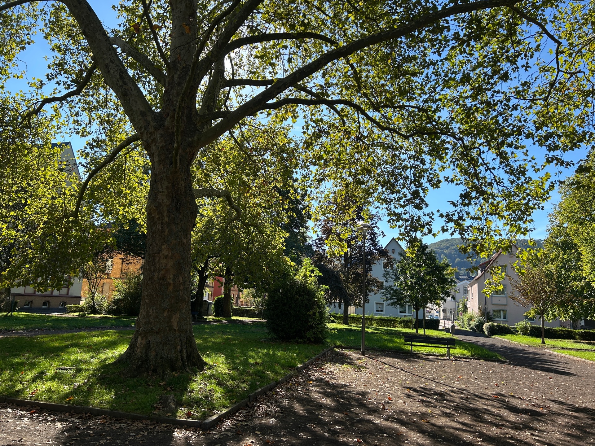 Blick in den Schillerpark in Lahnstein an einem sonnigen Tag. Im Vordergrund steht ein großer, weit verzweigter Laubbaum auf einer Grünfläche. Rechts führen Wege durch den Park, an denen eine Parkbank und eine Laterne stehen. Im Hintergrund sind weitere Bäume, Wohnhäuser und ein bewaldeter Hang zu sehen