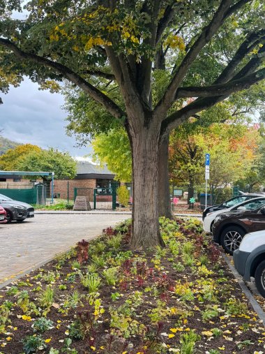 Ein großer Laubbaum mit kräftigem Stamm und weit ausladenden Ästen steht inmitten einer frisch angelegten Pflanzfläche auf einem Parkplatz in Lahnstein. Rund um den Baum wachsen zahlreiche kleine Stauden, Gräser und Pflanzen mit grünen und dunkelroten Blättern. Auf der dunklen Erde liegen vereinzelt gelbe Herbstblätter. Rechts und links der bepflanzten Fläche stehen mehrere geparkte Autos. Im Hintergrund sind ein niedriger Backsteinbau, ein grüner Metallzaun und weitere Bäume mit herbstlich gefärbtem Laub zu sehen. Der Himmel ist teilweise bewölkt.