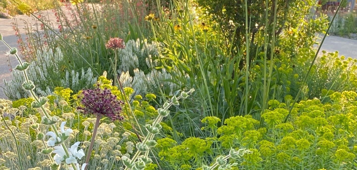 Dicht bepflanztes Staudenbeet mit verschiedenen Grünpflanzen und Blüten. Im Vordergrund wachsen hohe Stängel mit kleinen weißen Blüten sowie zahlreiche gelbgrüne Blütendolden. Dazwischen sind einzelne kugelförmige violette und rosafarbene Blüten zu sehen. Im Hintergrund stehen weitere hohe Gräser und Stauden, die von warmem Sonnenlicht angestrahlt werden.