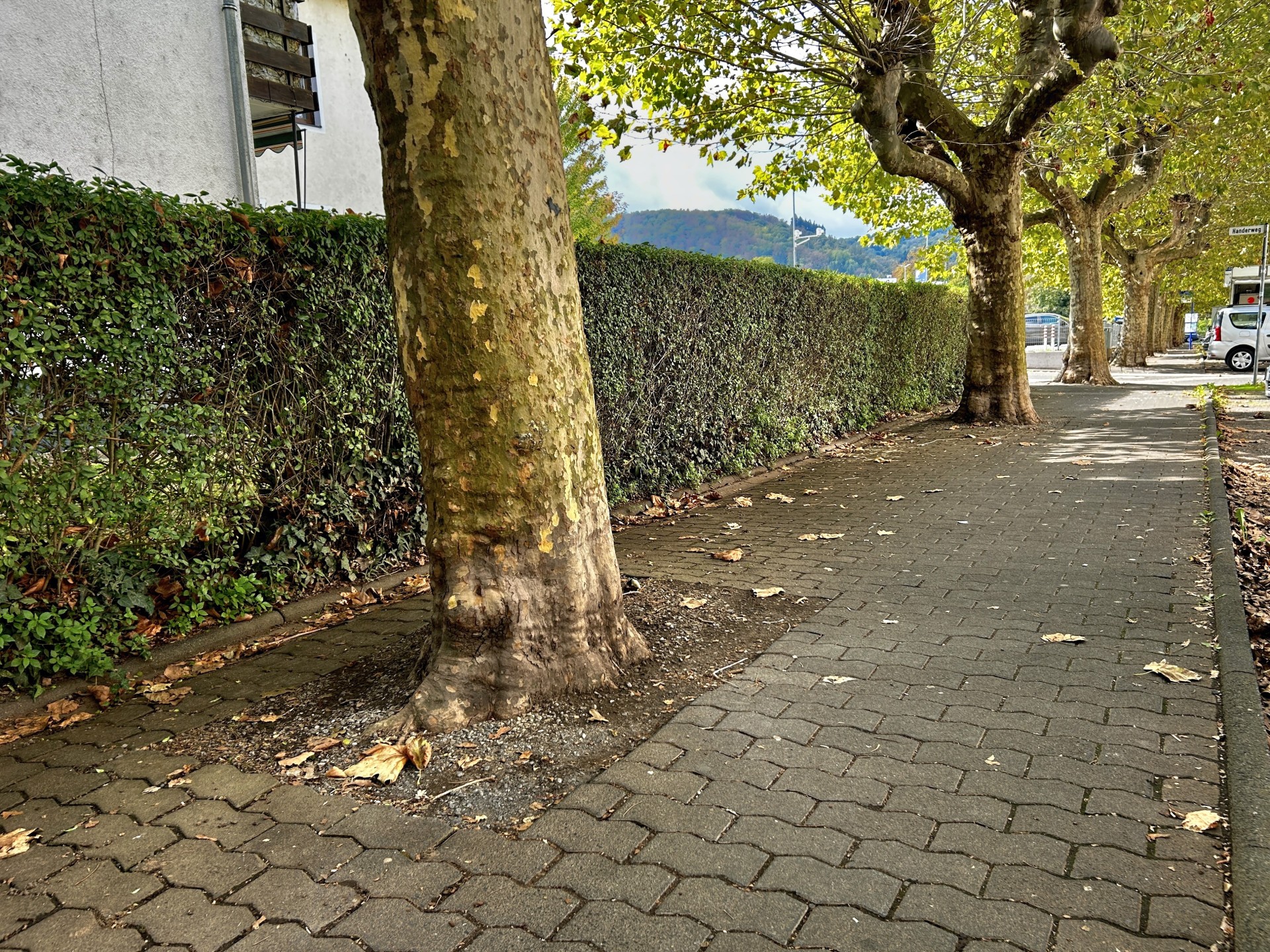 Gepflasterter Gehweg entlang einer Straße mit mehreren großen Platanen. Links verläuft eine dicht geschnittene Hecke vor einem Wohngebäude. Auf dem Gehweg liegen vereinzelt herabgefallene Blätter. Im Hintergrund sind weitere Bäume, parkende Fahrzeuge und ein bewaldeter Hang zu sehen.