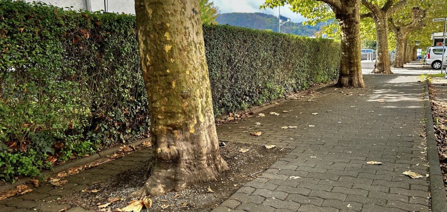 Südallee Lahnstein Gepflasterter Gehweg entlang einer Straße mit mehreren großen Platanen. Links verläuft eine dicht geschnittene Hecke vor einem Wohngebäude. Auf dem Gehweg liegen vereinzelt herabgefallene Blätter. Im Hintergrund sind weitere Bäume, parkende Fahrzeuge und ein bewaldeter Hang zu sehen.