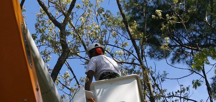 Baumpflegemaßnahmen in Lahnstein Äste von Bäumen vor blauem Himmel