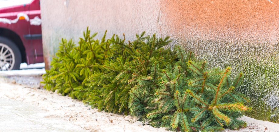 Ein grüner Tannenbaum, der nahe einer Hauswand auf einer dünnen Schneedecke auf dem Boden liegt. Im Hintergrund ist die Fassade eines Gebäudes zu sehen.