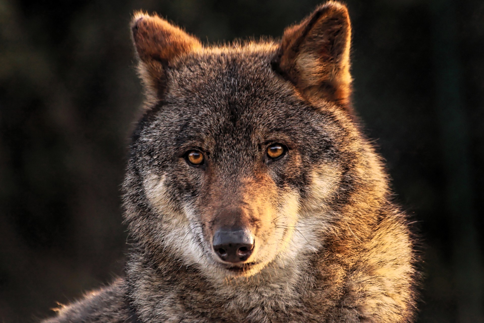 Ein Wolf, der frontal in die Kamera blickt
