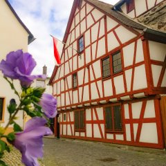 Stadtmauerhäuschen Lahnstein Nahaufnahme von violetten Blumen im Vordergrund mit einem dahinter liegenden, rot-weißen Fachwerkhaus, dem Stadtmauerhäuschen, bei Sonnenschein.