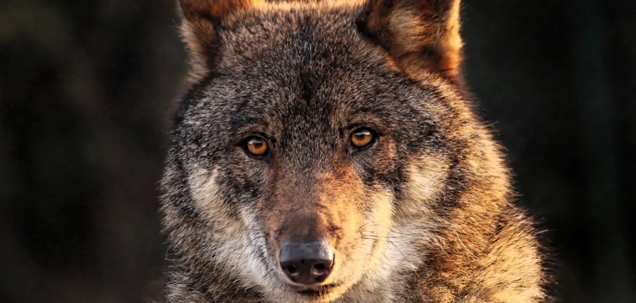 Ein Wolf, der frontal in die Kamera blickt